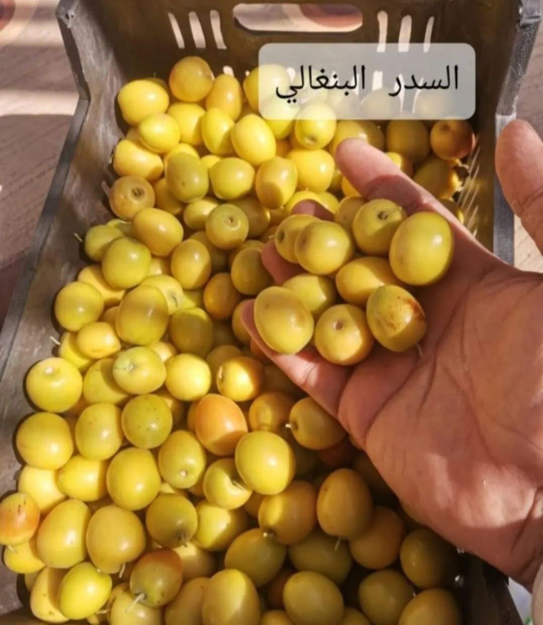 بنغالي