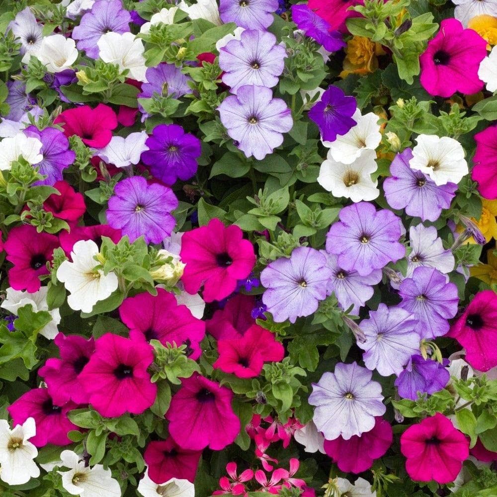 Petunia Mix Desi