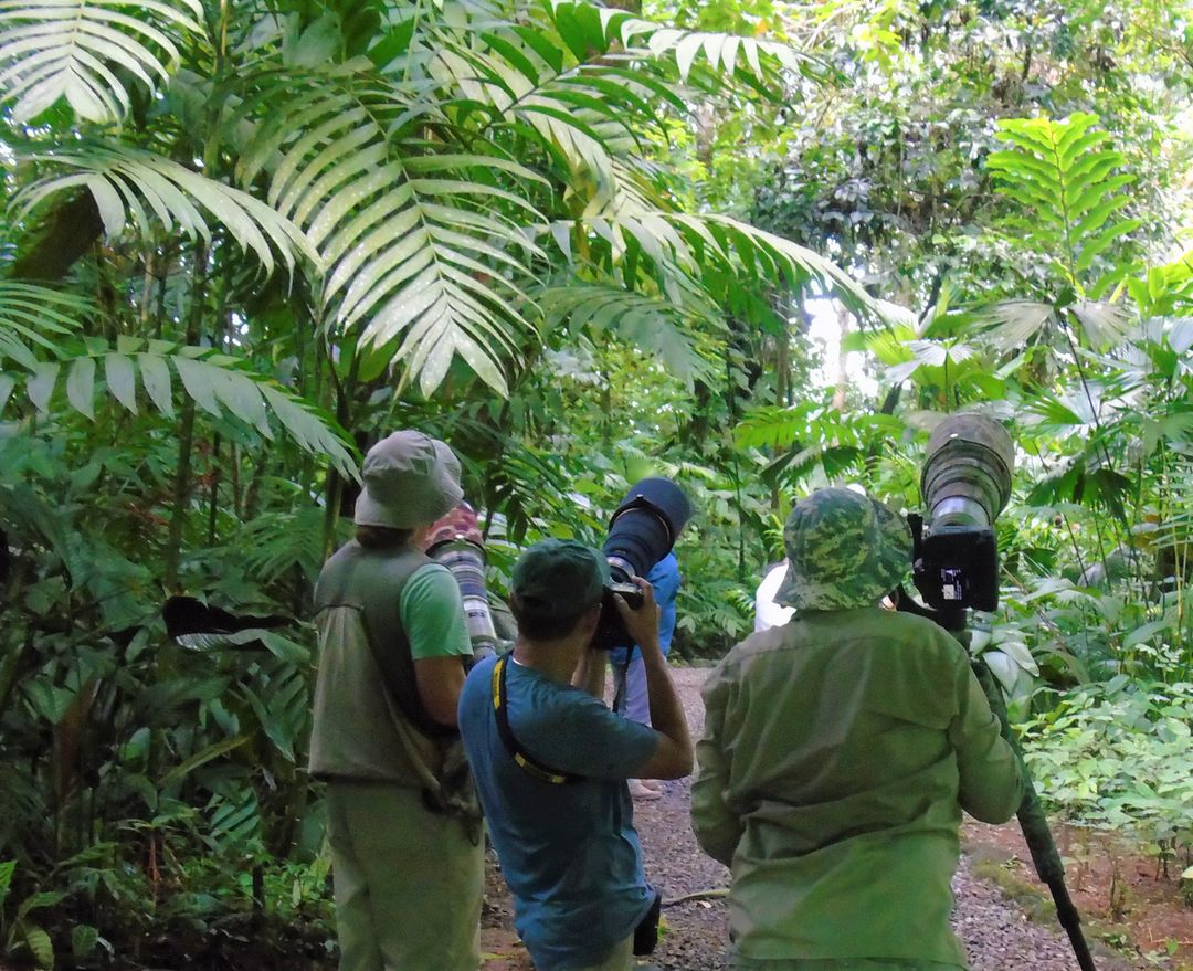 Observación De Aves Con Guía / 3hrs Tour / 1-2km De Recorrido / Frutas-Café incluidas