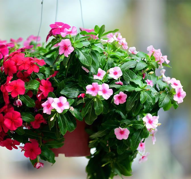 Hanging Vinca (Imported)