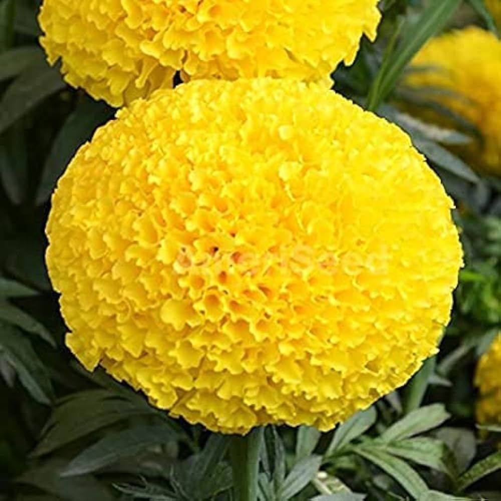 African Marigold