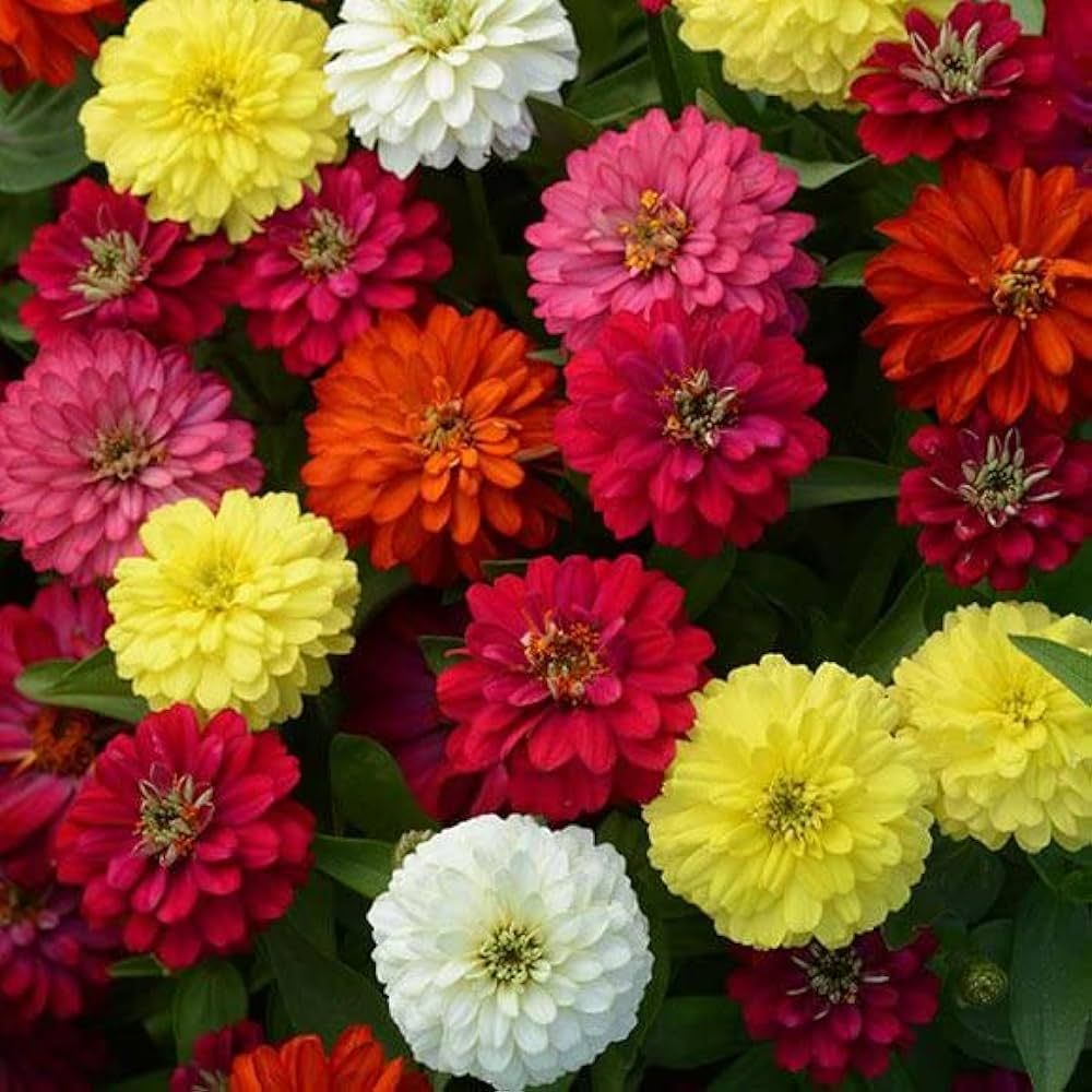 Dahlia Mix