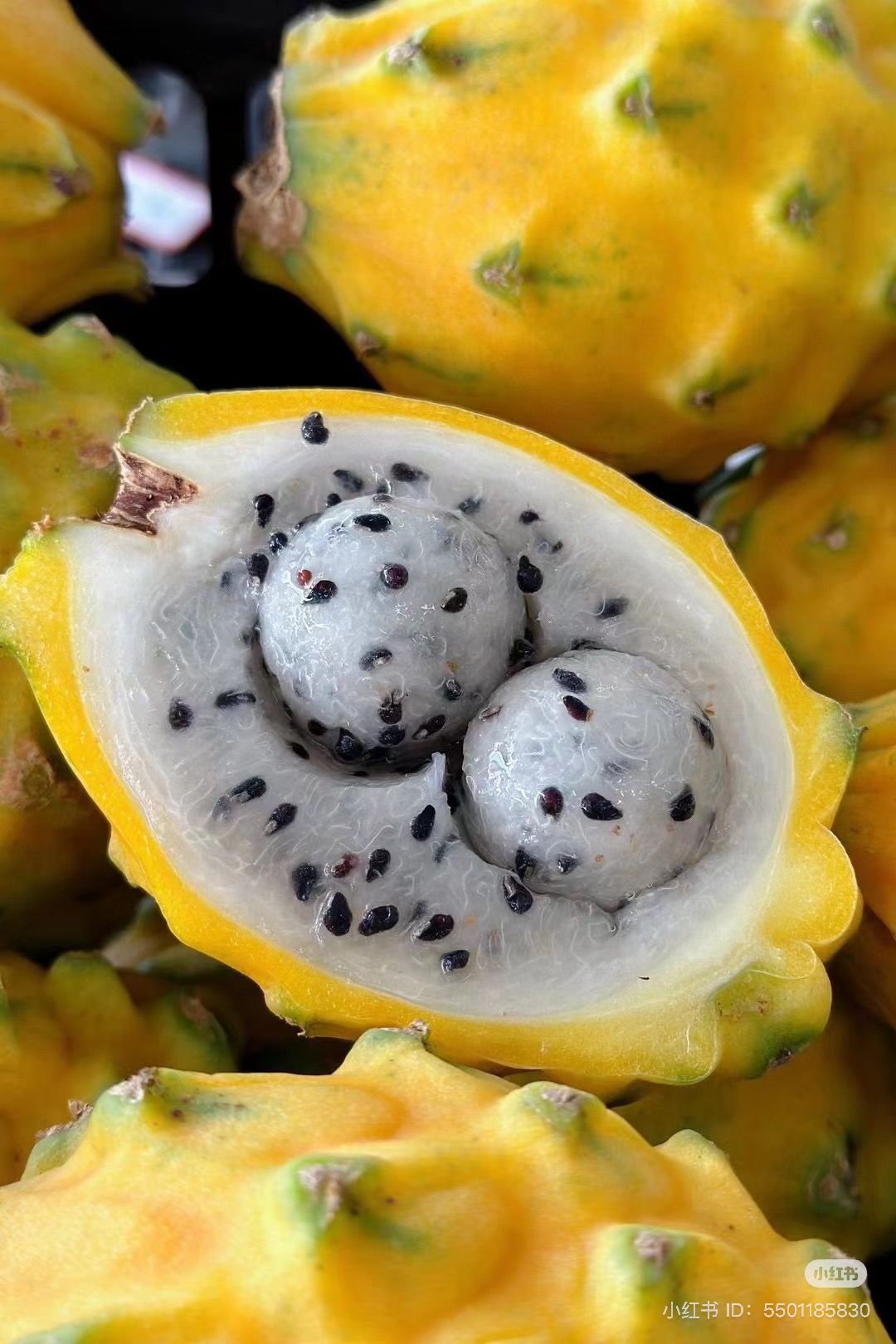 1 x Ecuador Yellow Pitahaya