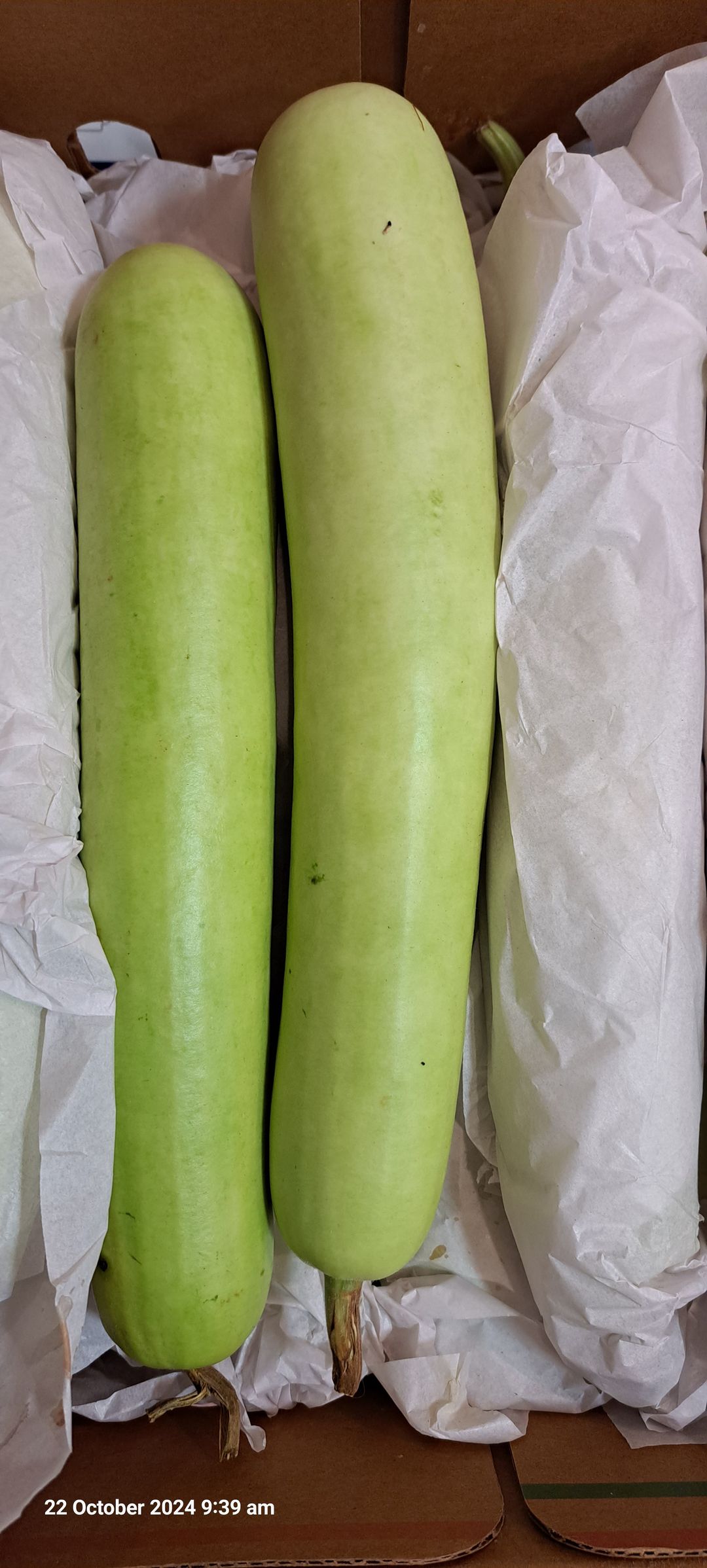 Bottle gourds 