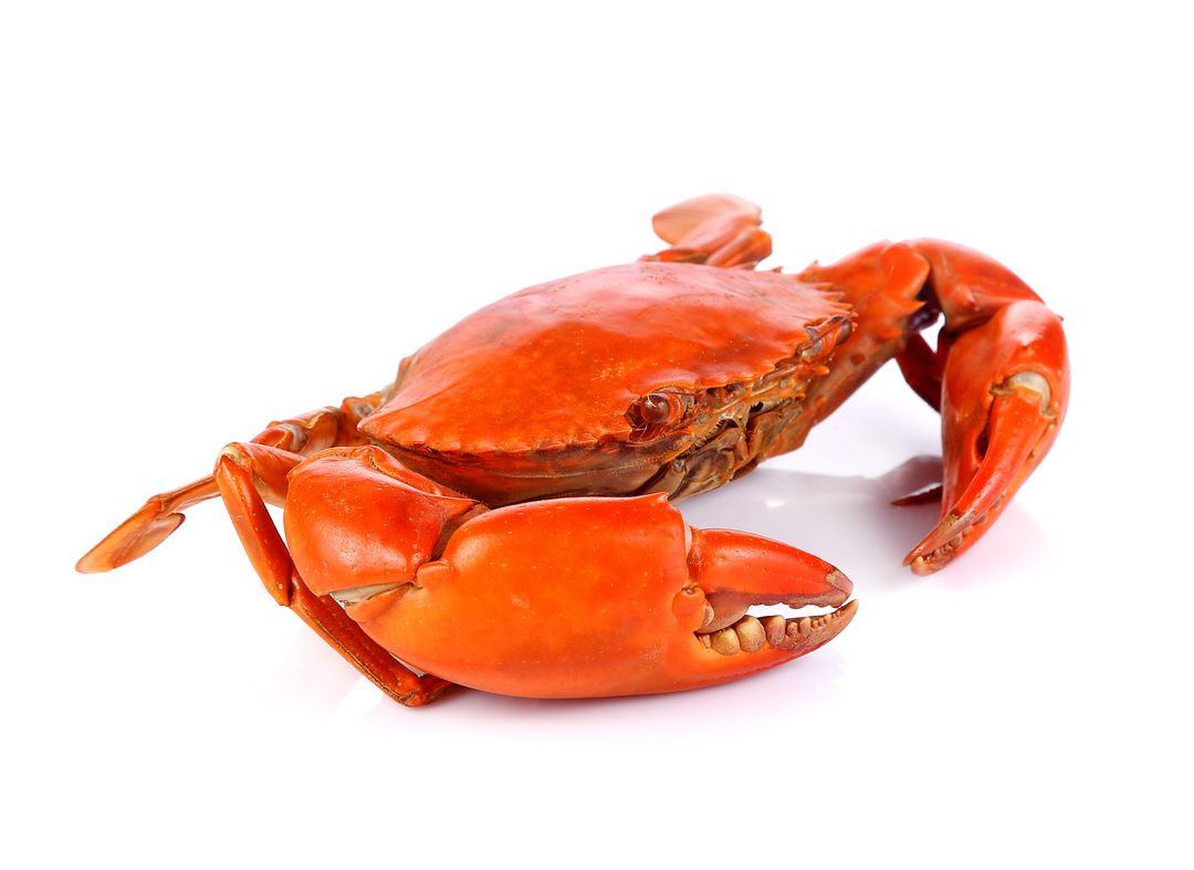 烘烤螃蟹 Baked Crab