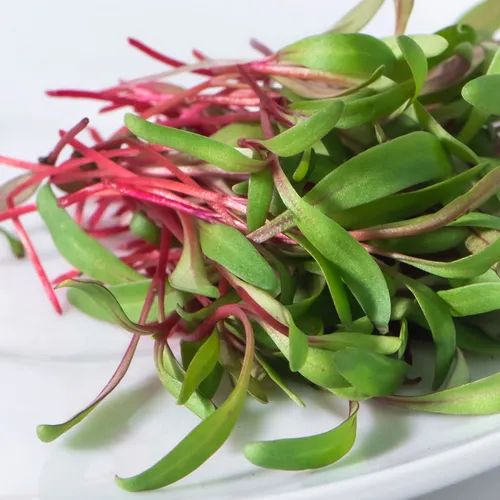 Swiss Chard