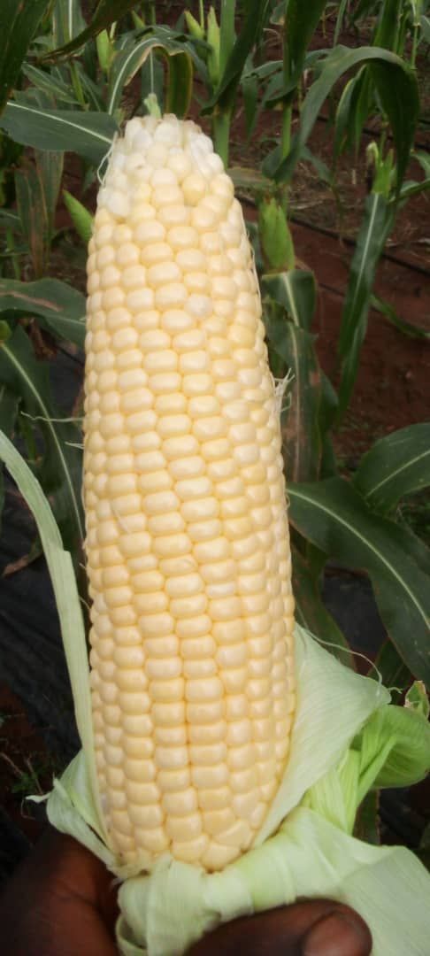 Sweet Corn 