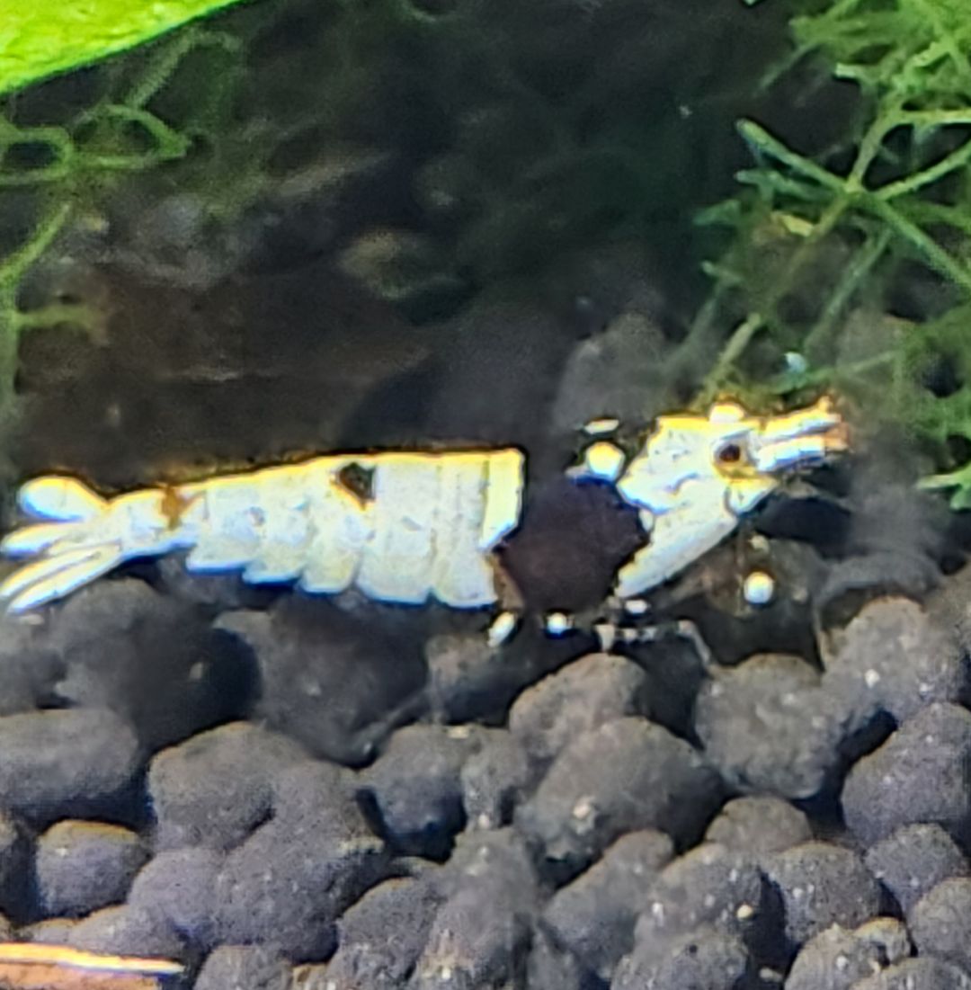 Crystal Black Shrimp