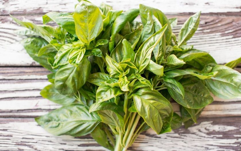 Basilic / Basil