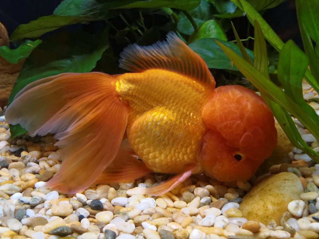 Orenda Gold Fish 