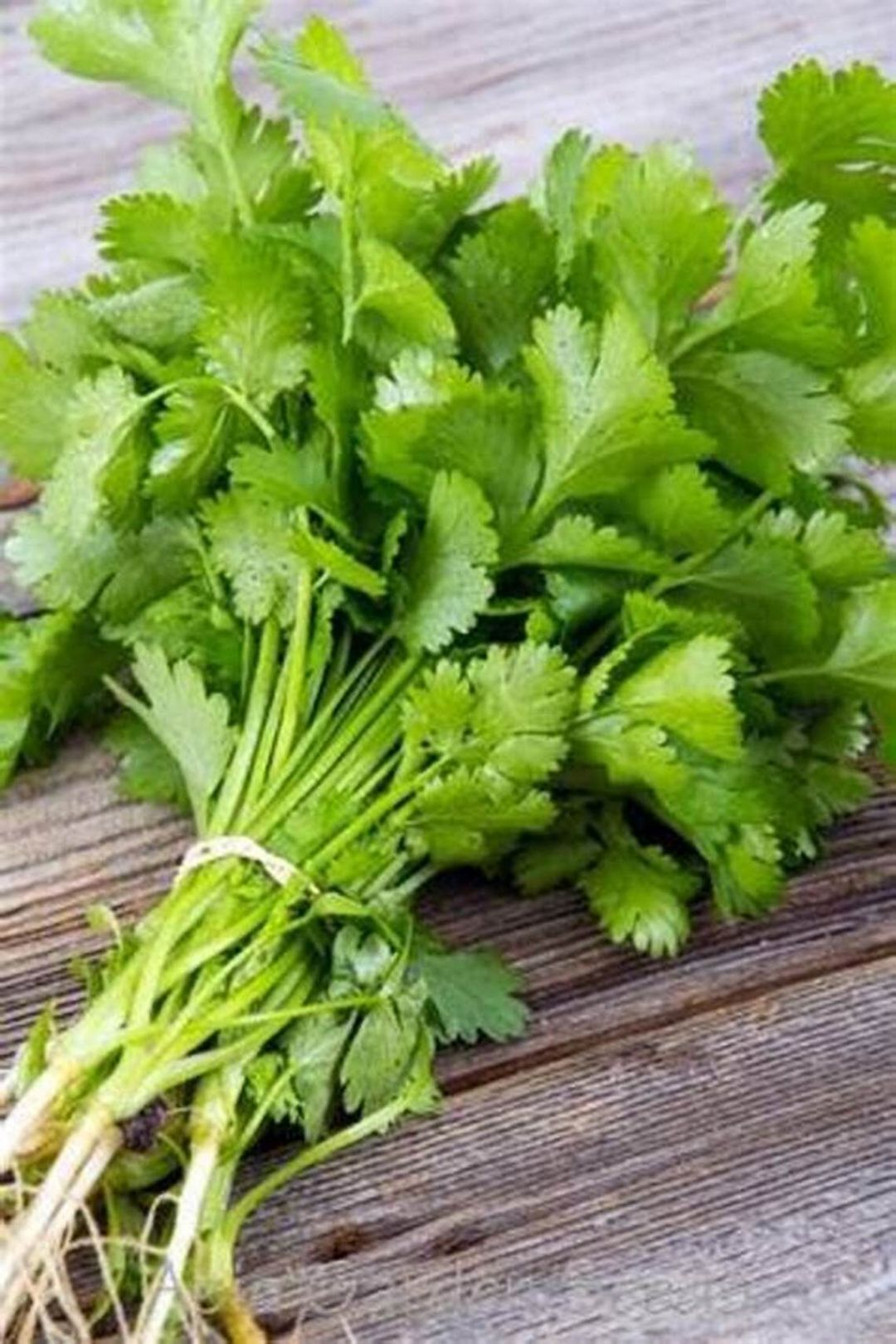 Cotomili / Coriander