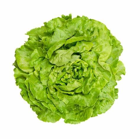 Laitue / lettuce