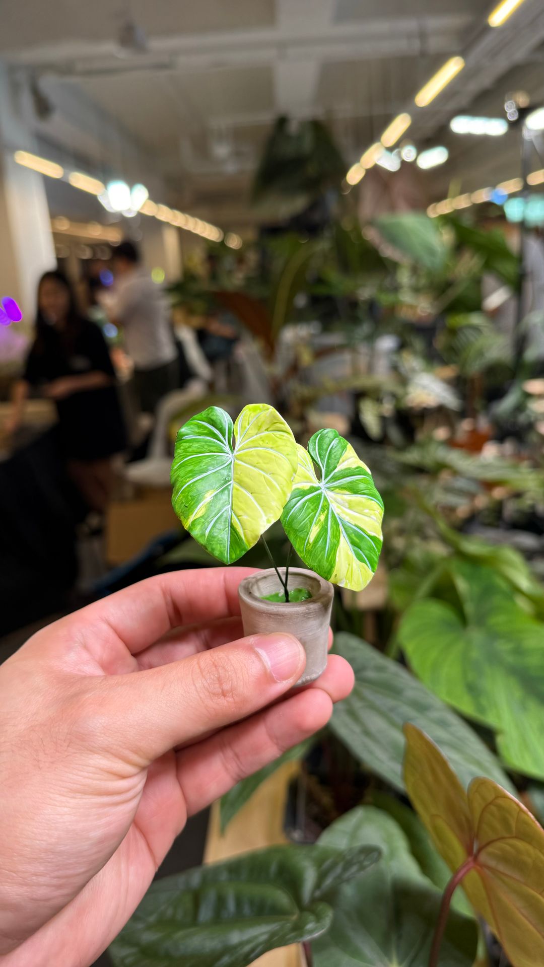 Philodendron Gloriosum Variegated