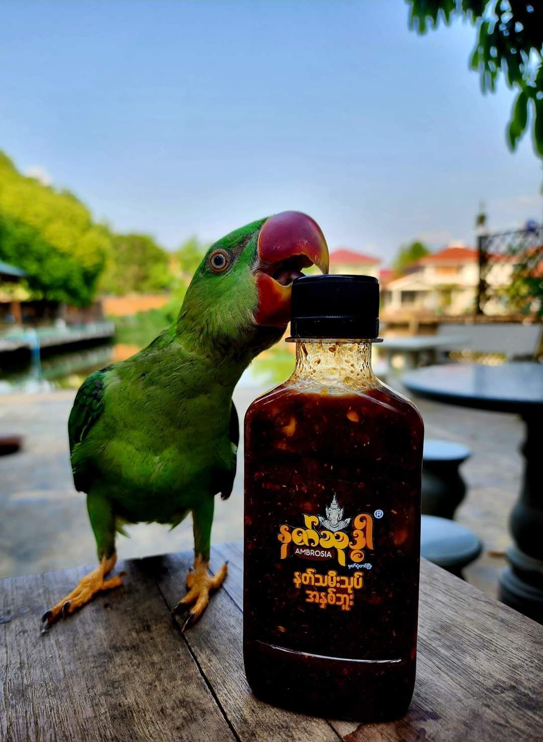 Ambrosia_နတ်သုဒ္ဓါ နတ်သမီးသုတ် အနှစ်ဘူး#