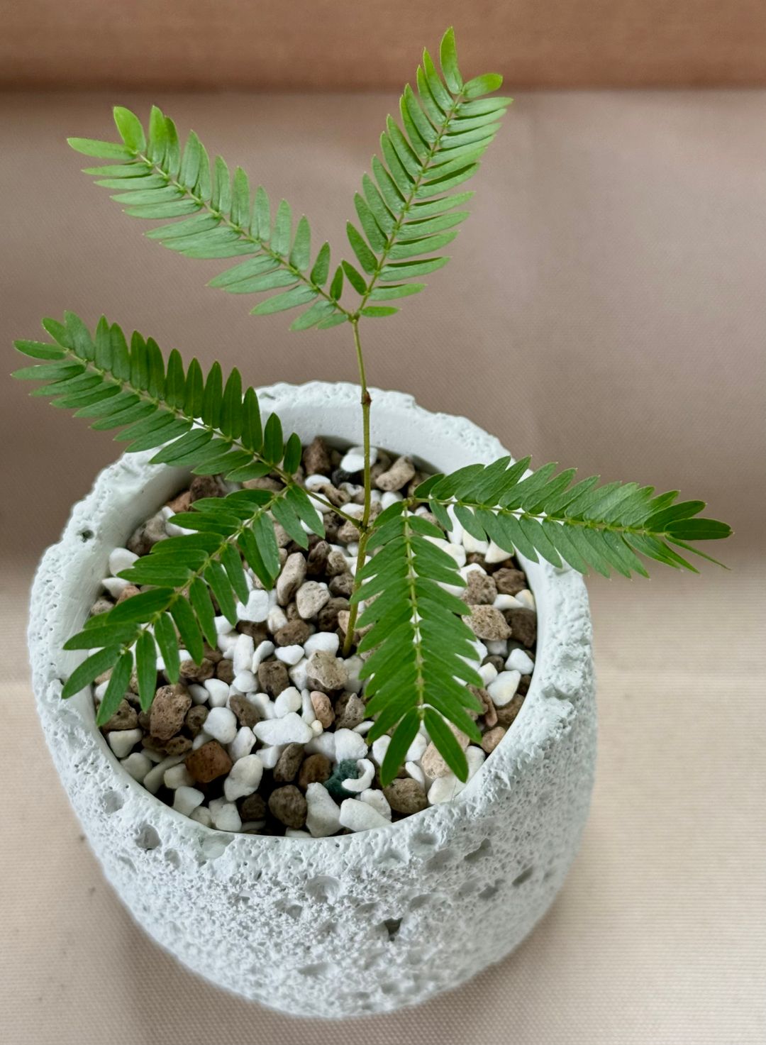 Everfresh (Pithecellobium Confertum)