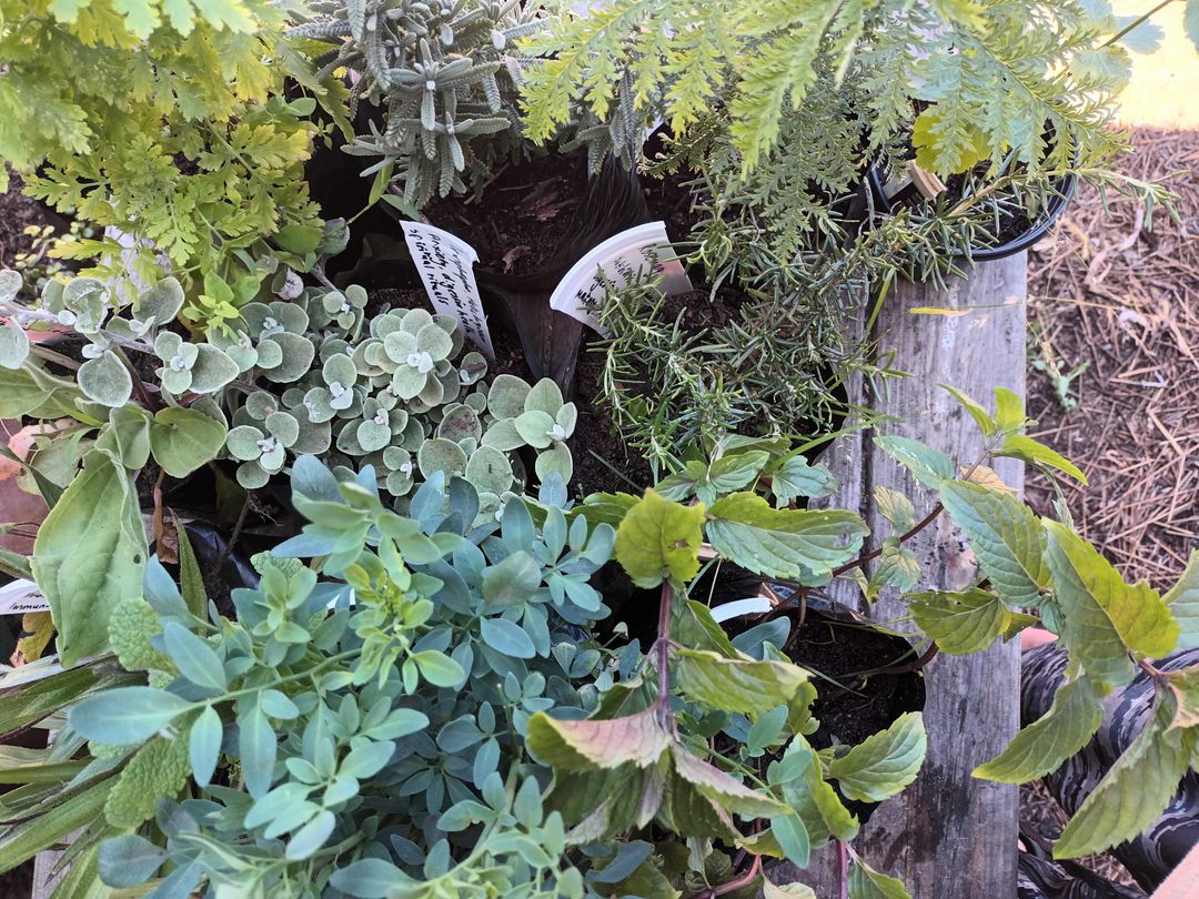 Medicinal plant bundle with "People's Plants" book