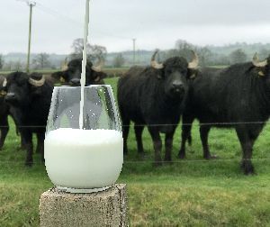 Local Buffalo Milk, 1ltr