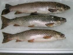 Nina & Hager Frozen Trout Fish - Per KG