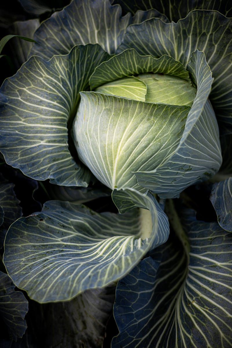 Cabbage 