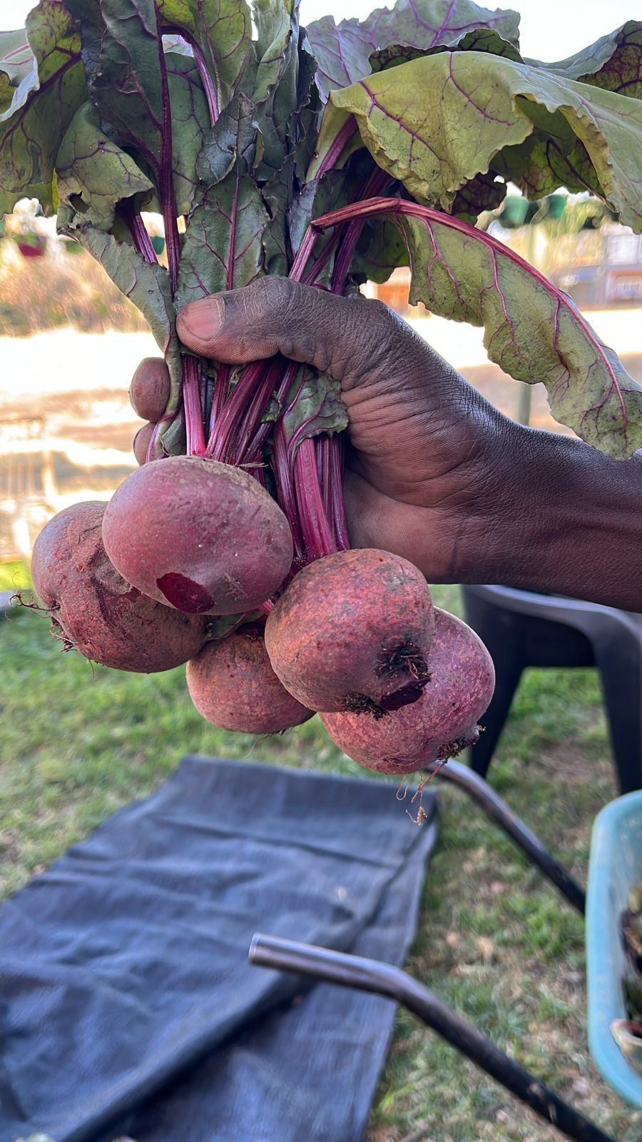 Bunch of organic beetroot