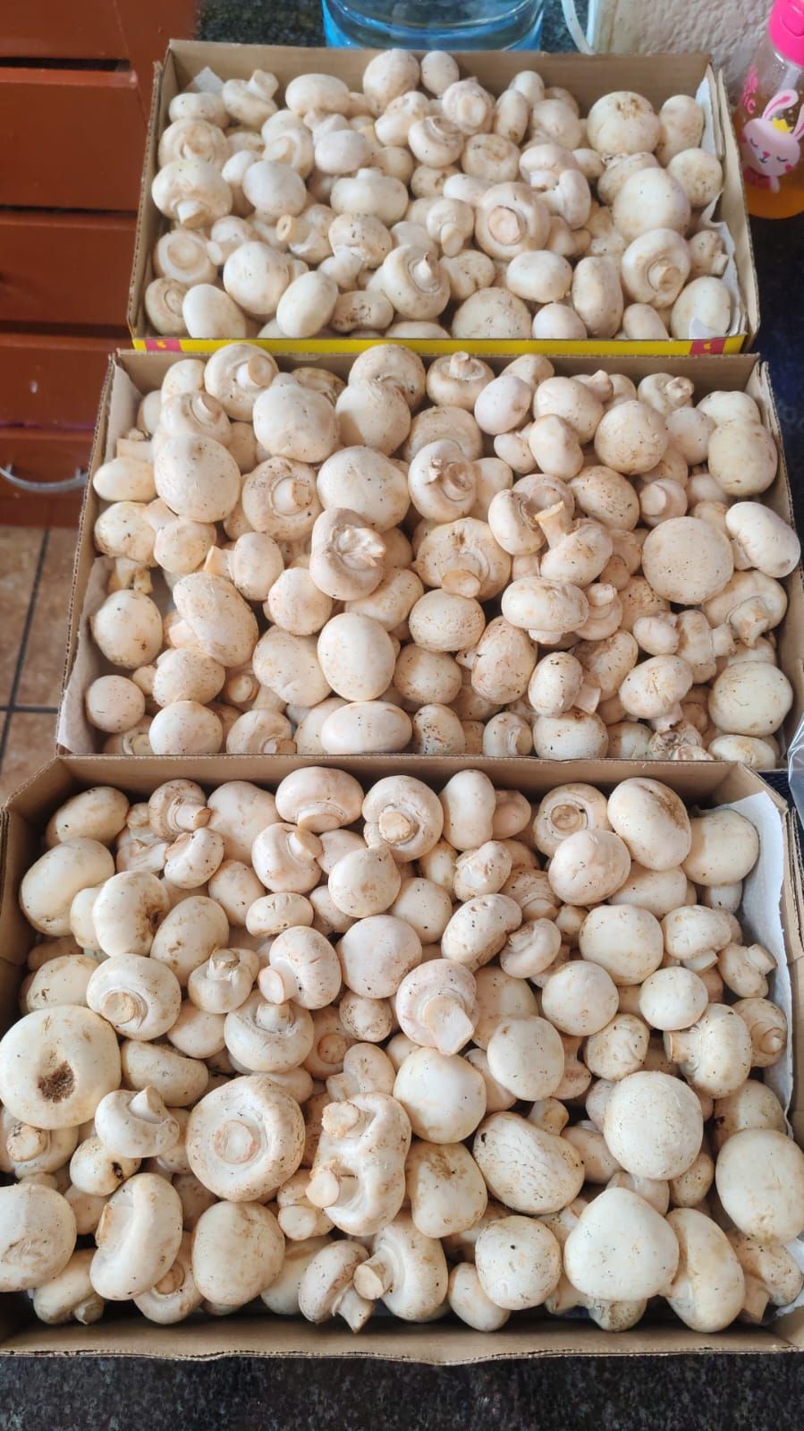 250g white button mushroom