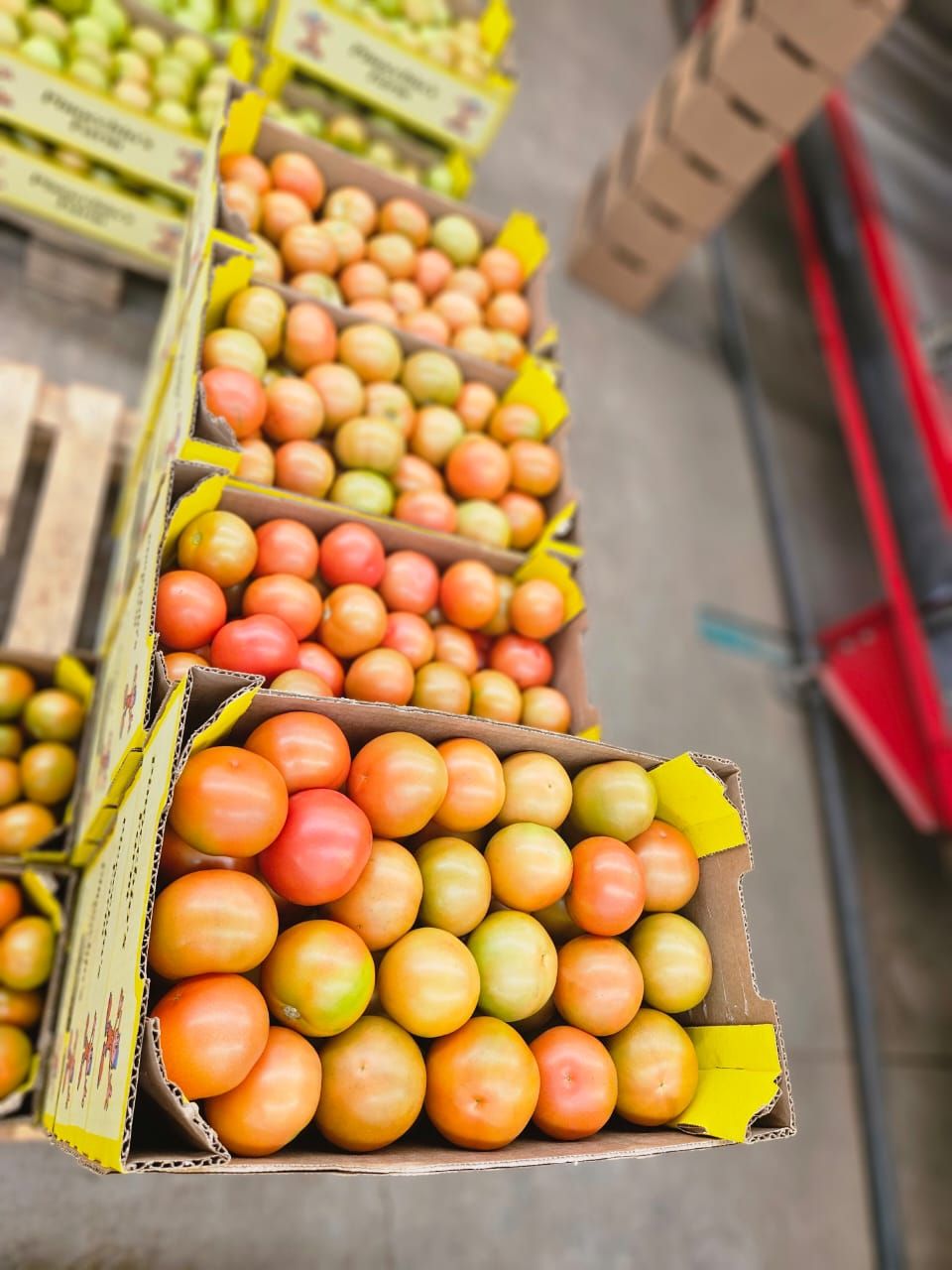 6kg box Tomatoes 