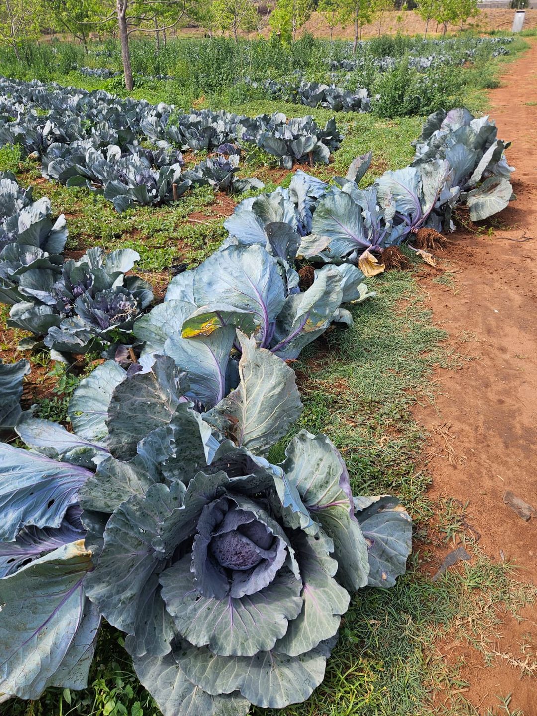 Purple cabbage