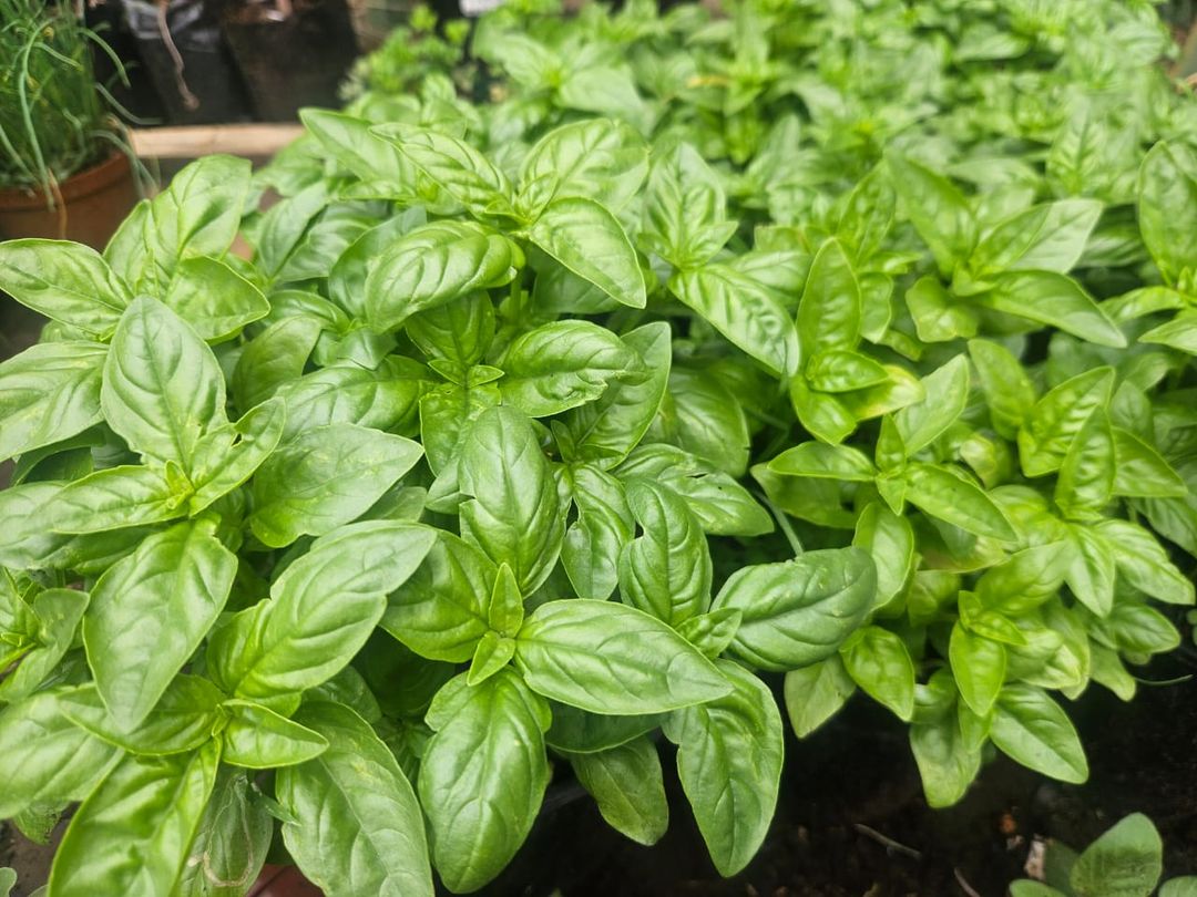 30g Basil 