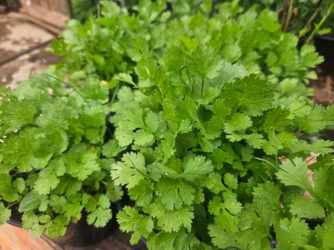 CORIANDER HERB POT