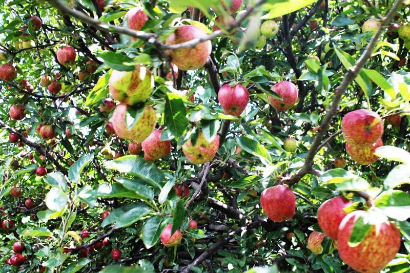 Apples From Mustang, 1kg