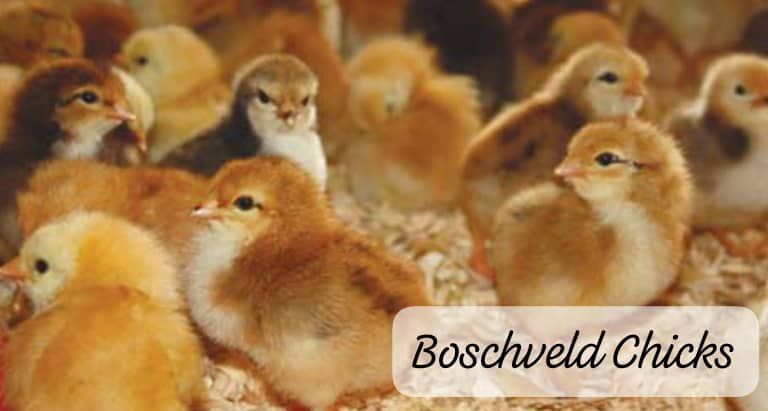 Boschveld Chicks