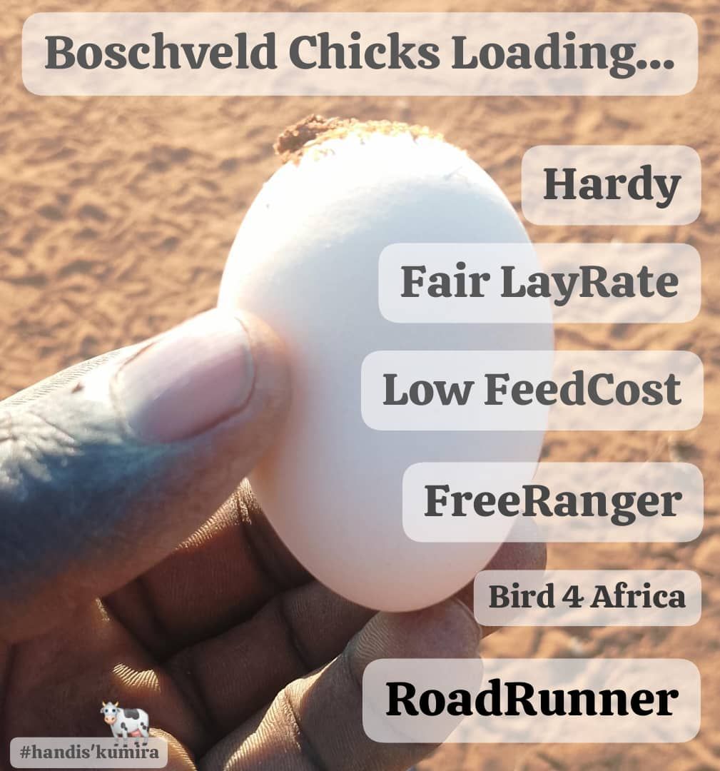 Road Runner Fertile Eggs