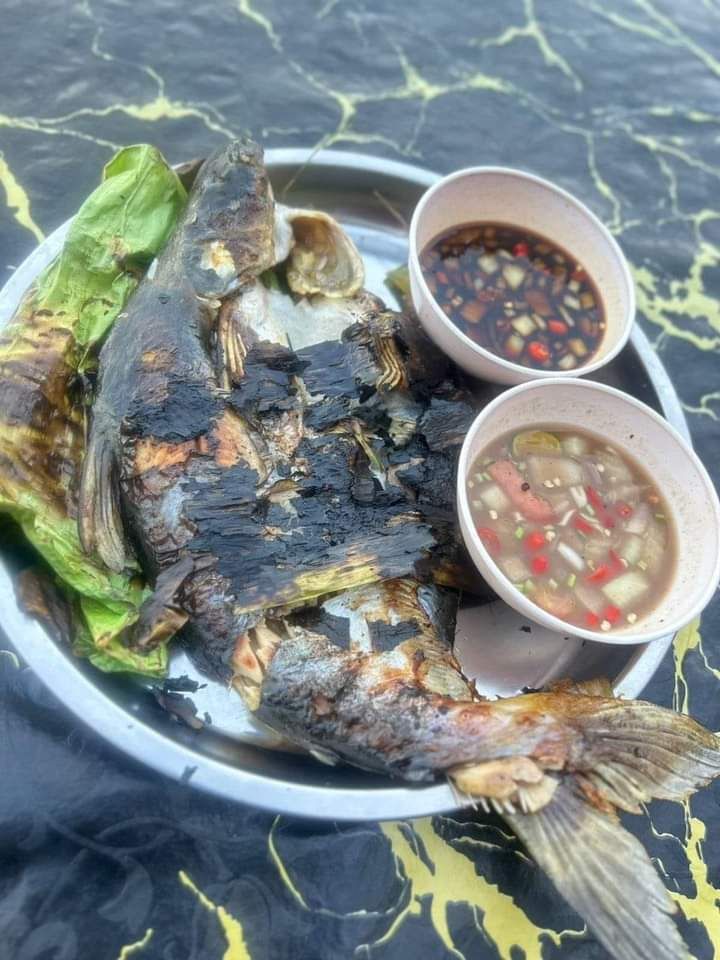 IKAN PATIN BUTTERFLY PERCUMA