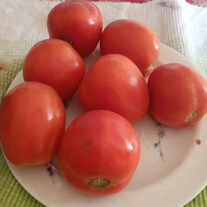 Tomate