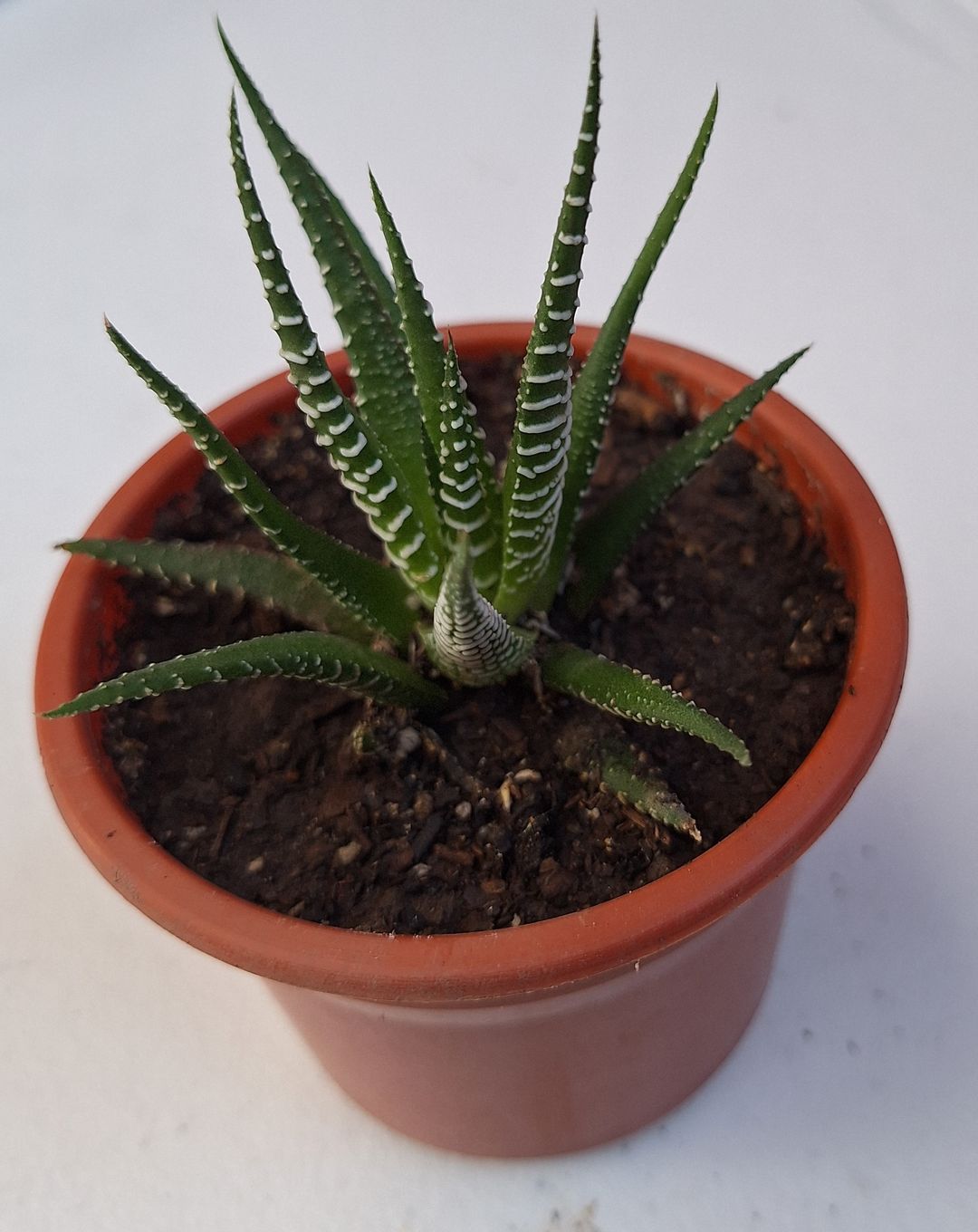 Planta Cebra/Haworthia pequeña