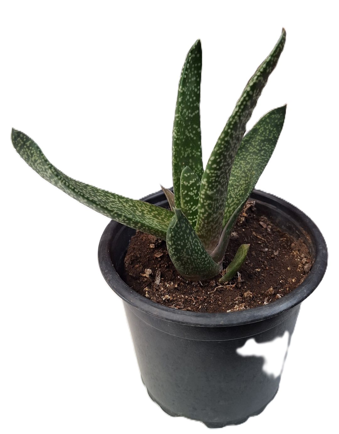 Lengua de buey/Gasteria obliqua Mediana