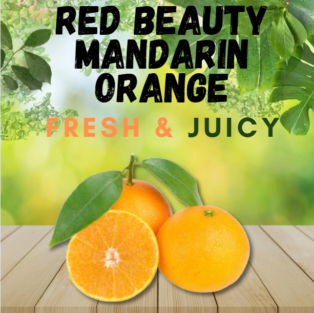 RED BEAUTY MANDARIN ORANGE (1KG/PACK)