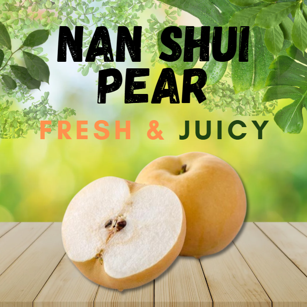 NAN SHUI PEAR (XL)