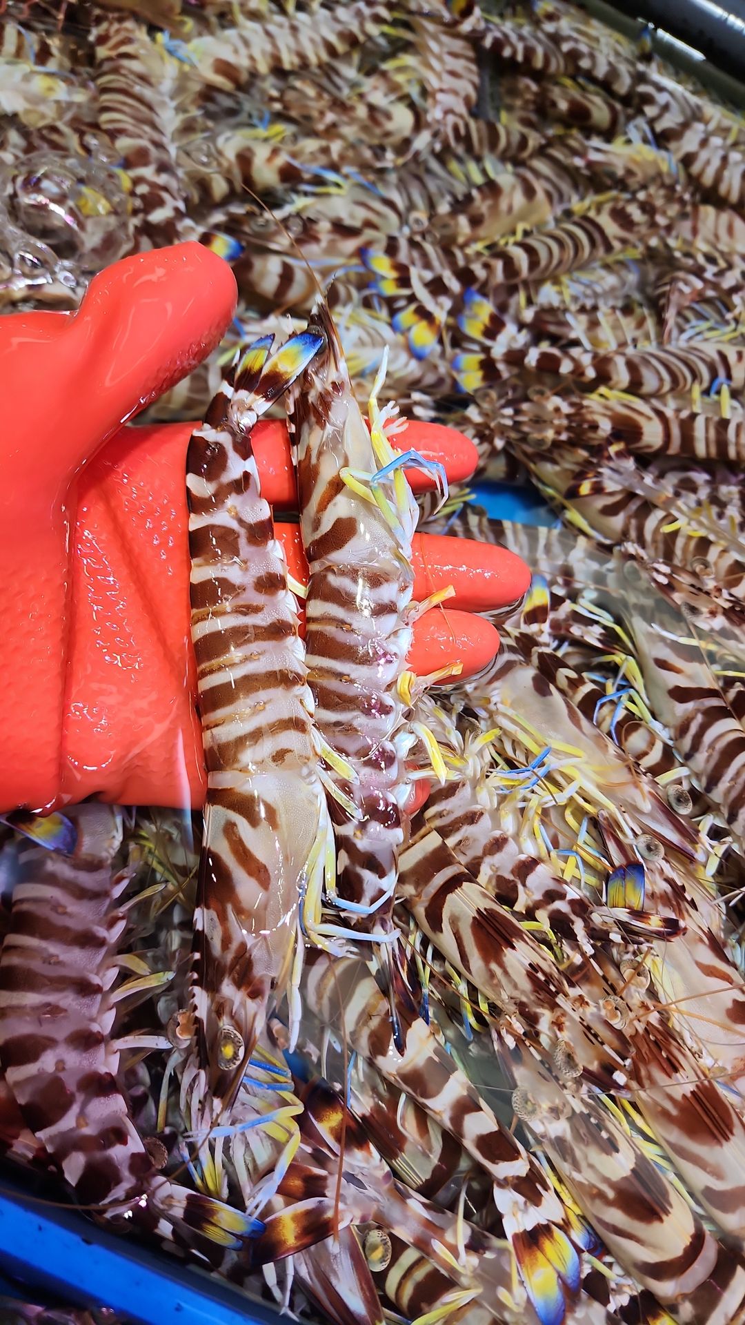 抵食‼️野生花竹蝦🦐（8隻⚠️）（約9-10兩）
