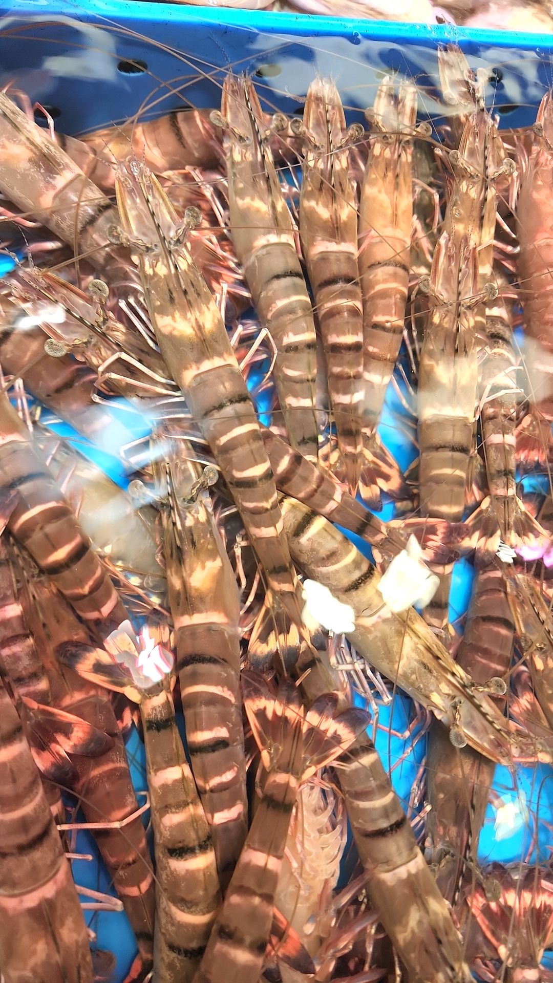 游水九節蝦🦐(7隻⚠️)（約8~9兩）