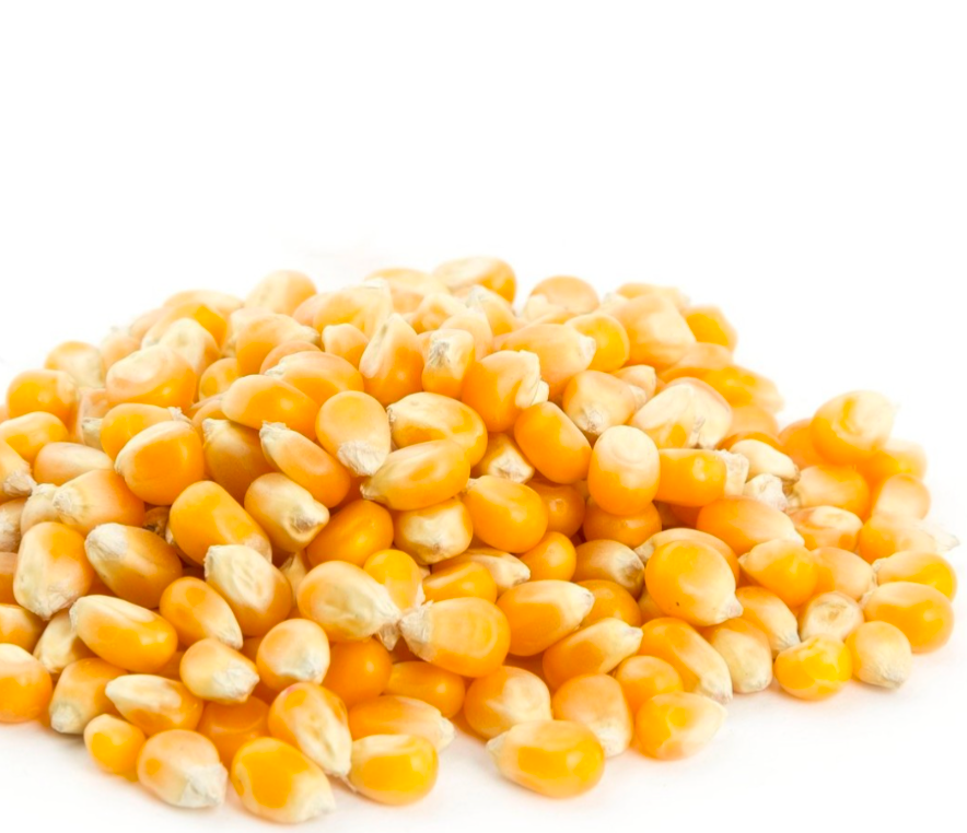 Hominy Corn