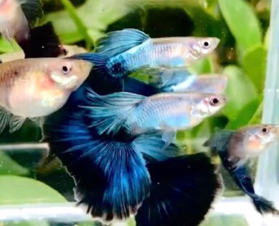 Blue Diamond Guppies