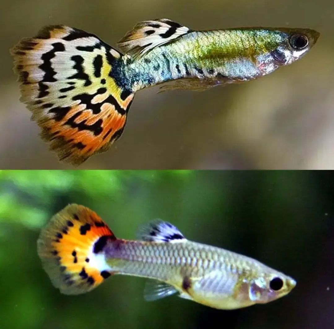 Leopard Guppies