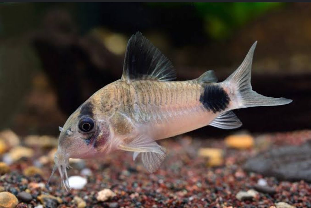 Panda Corydoras