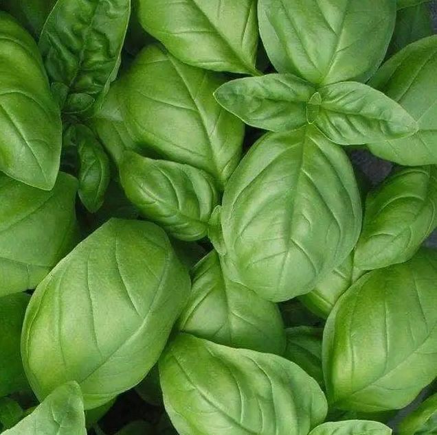 Basil