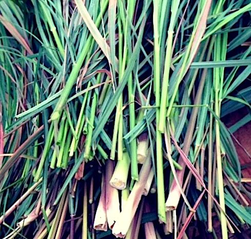 Lemon Grass