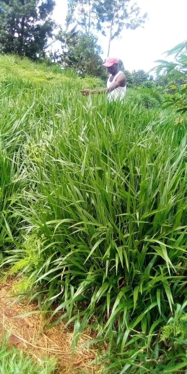 Brachiaria grass 