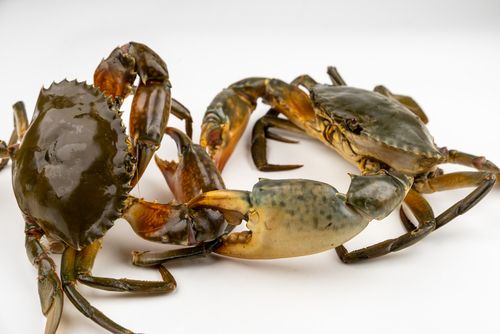 M5 - 550gms Male Crab x 2