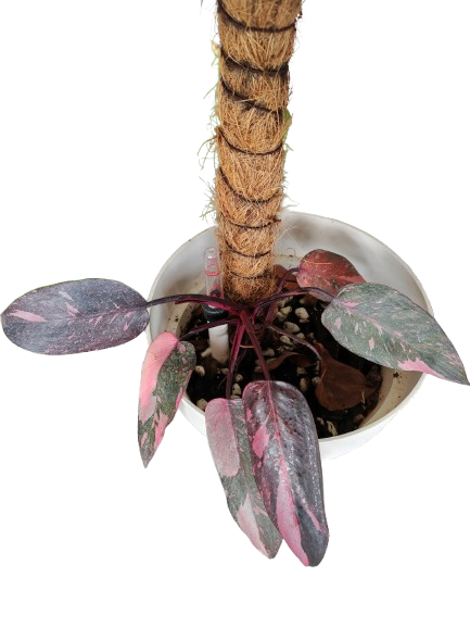 Philodendron Pink Princess Marble