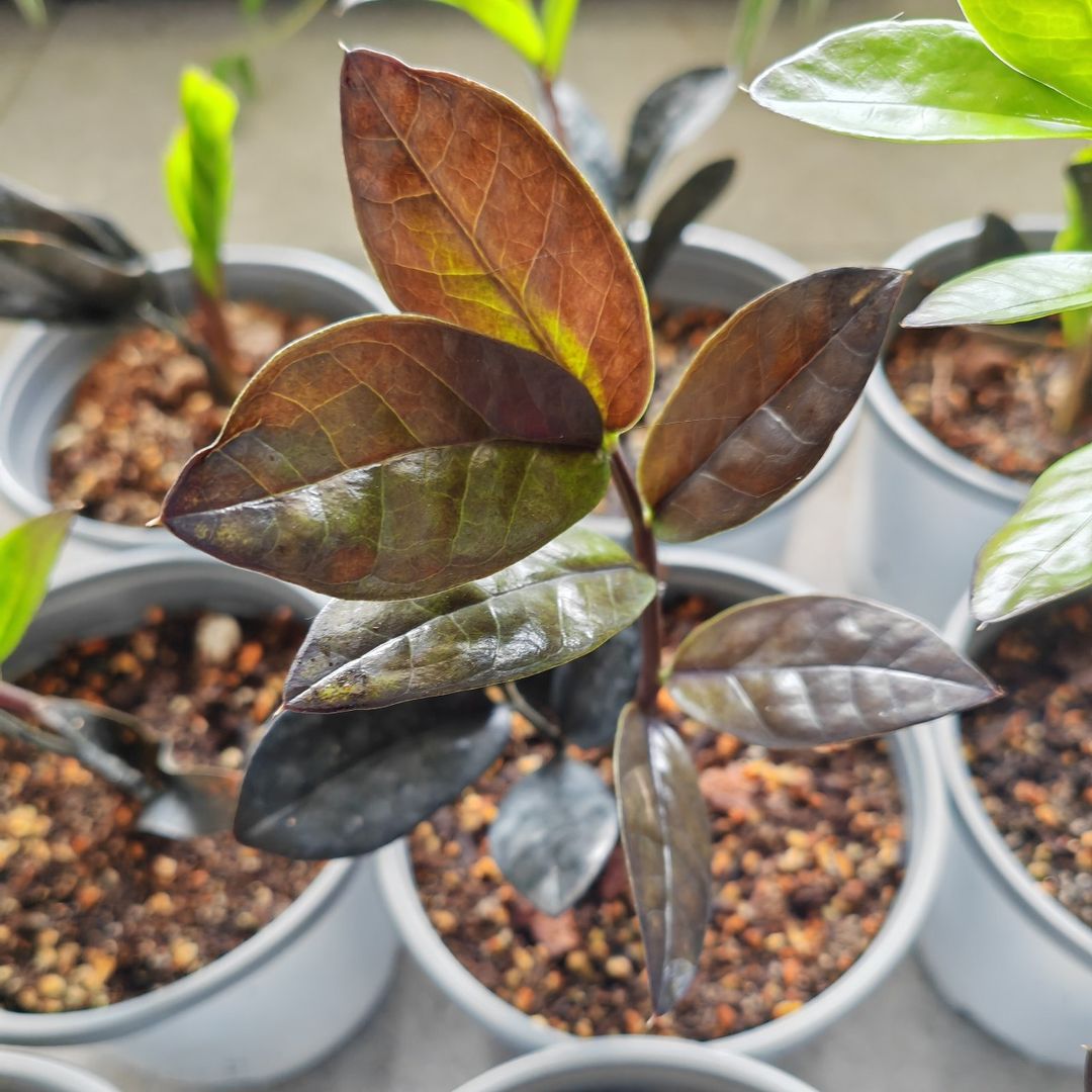 Zamioculcas Raven (Black Zamia)